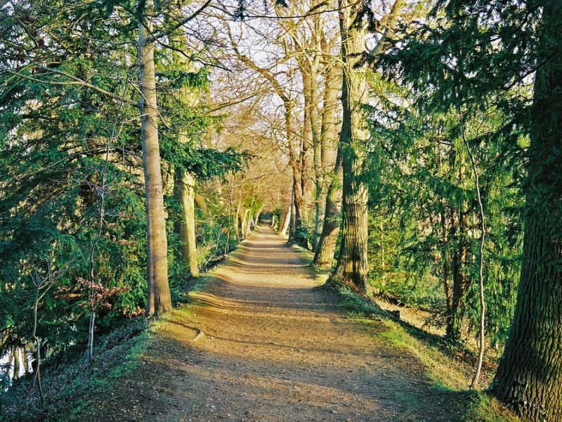 Oxford Trees: The Addison Walk's Tree