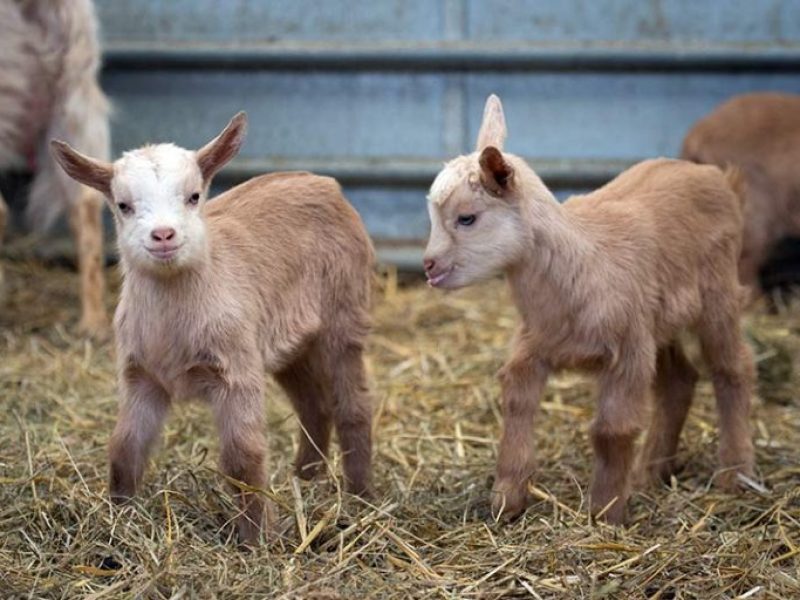 Zoos Around Oxford: Hogshaw Farm & Wildlife Park