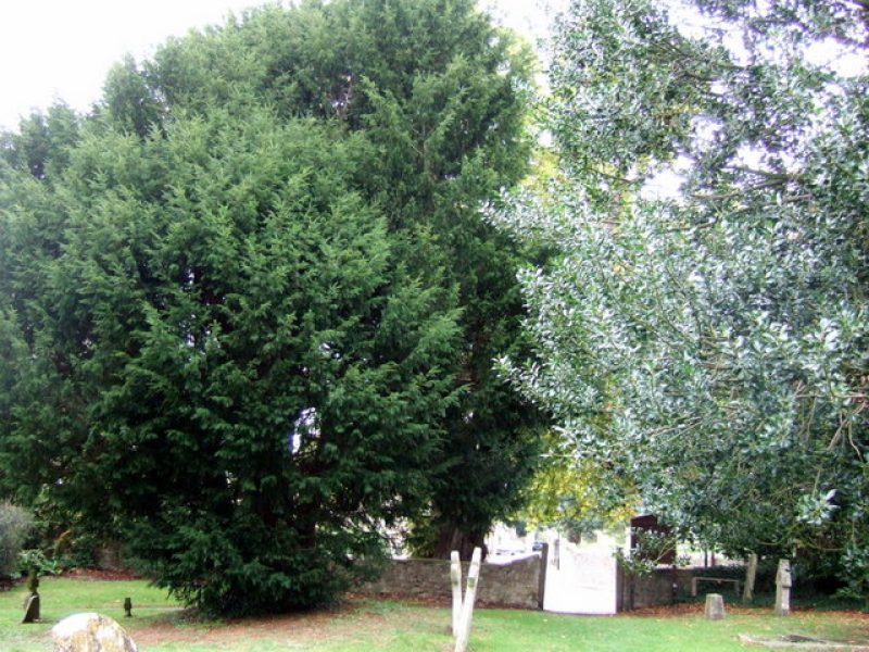 Oxford Trees: The Iffley Church Ancient Yew