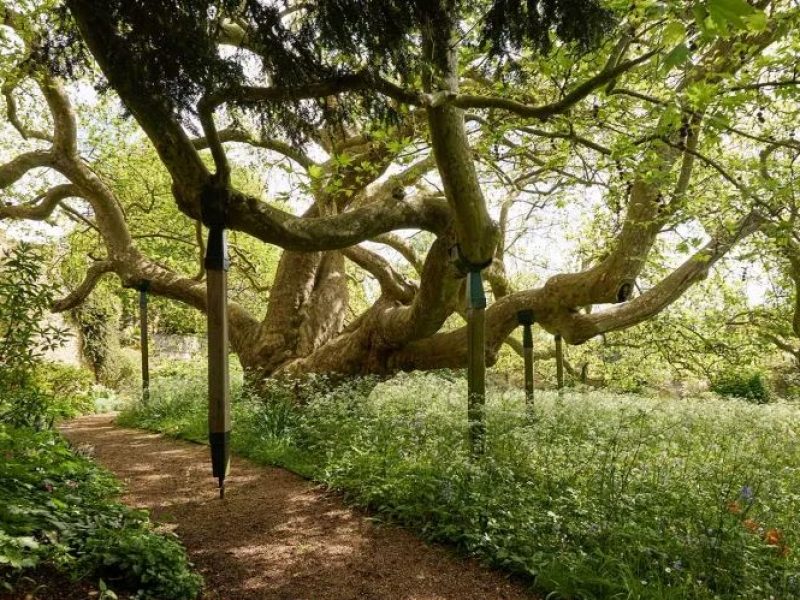 Oxford Trees: Christ Church Meadow's Cedars of Lebanon