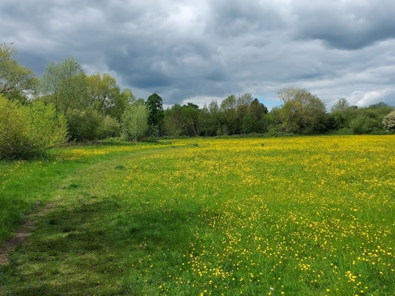 Oxford Parks and Meadows: Dean Ham's Meadow