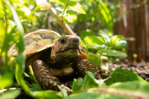 What is the Oxford University Tortoise Race and Fair? - History, Fun Facts
